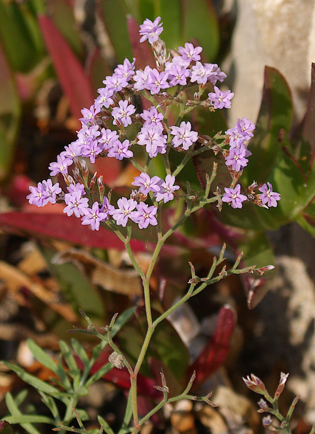 Limonium cordatum/Limonio ligure